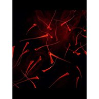 Or Rouge Cleansing Cream