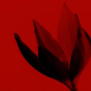 Or Rouge La Creme Fine 1