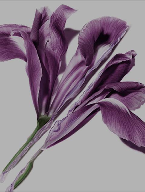 Iris Banner