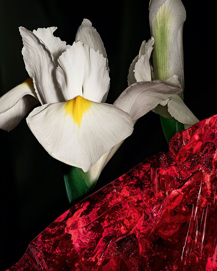Noble Iris pallida flowers and red
amber crystal, representing the incisive
duality of CŒUR Eau de Parfum by
YSL.