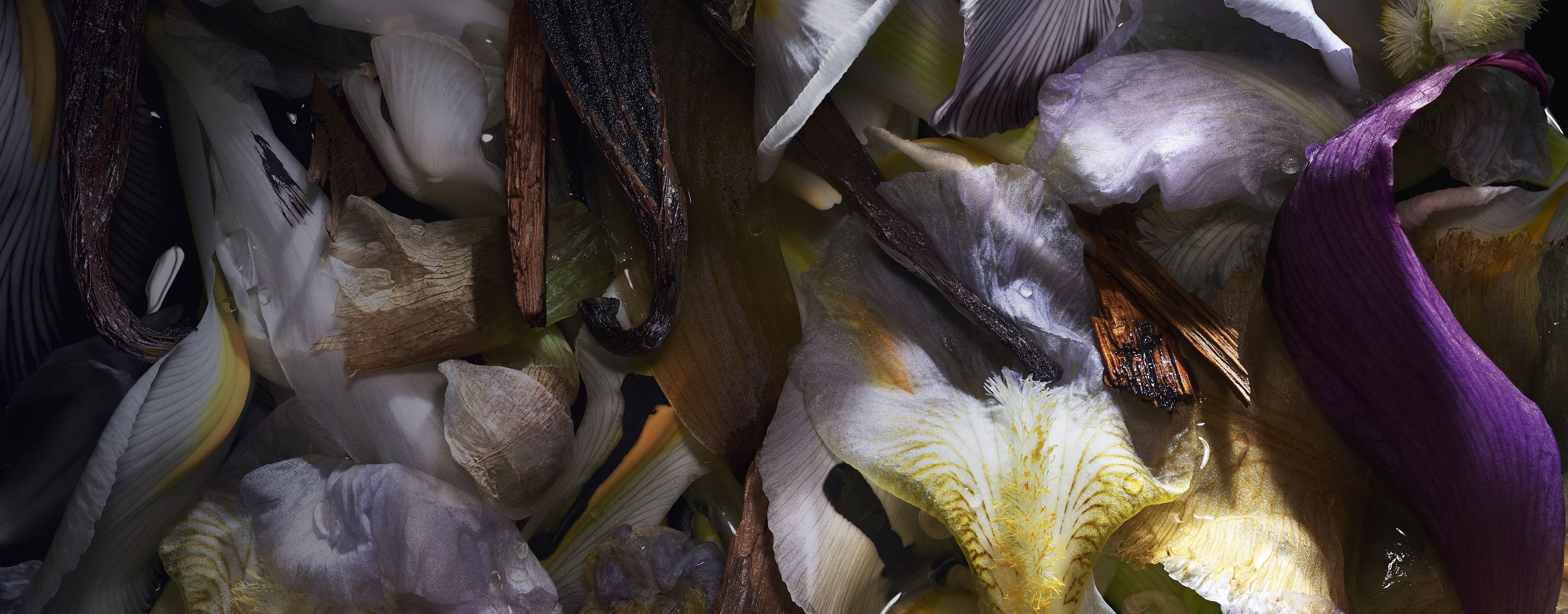 Close-up of layered flower petals and vanilla pods illustrating fragrance ingredients.