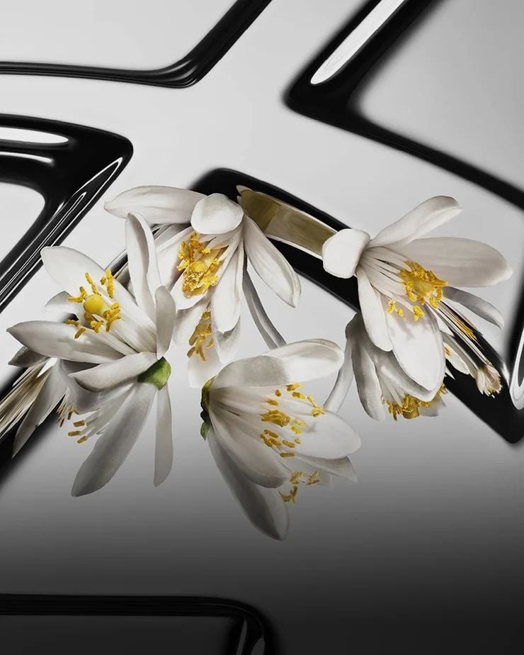 Contrasted orange blossom flowers with white petals and yellow hearts on a reflective YSL Cassandre background.