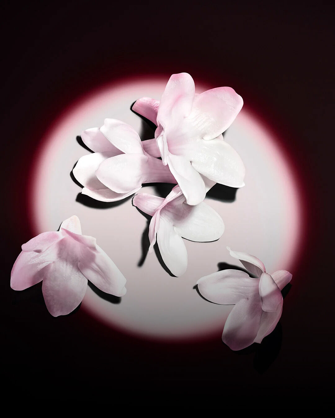 White jasmine flowers highlighted against a dark background, showcasing the raw ingredients of the fragrance.